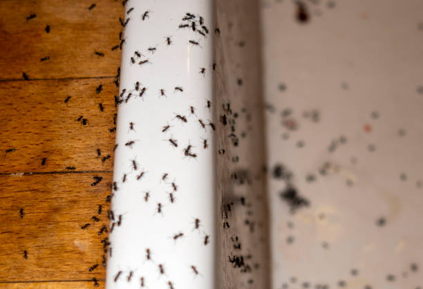 Inman, SC Pest Control Company